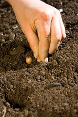 Onion planting