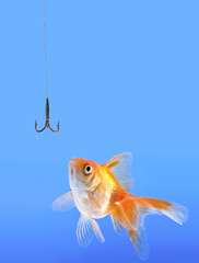 Goldfish looking to the fishhook.