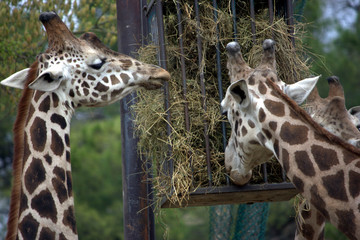 il pasto delle giraffe © Lifeinapixel