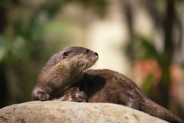 An Asian Short-clawed Otter Amblonyx cinereus, knows that it's f