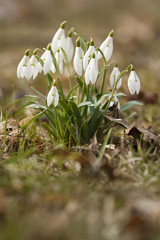 Snowdrops (Amaryllidaceae)