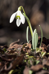Snowdrop- spring white flower with soft background