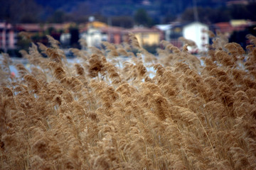 piante acquatiche sul lago