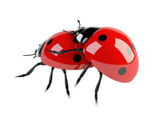 3d mating ladybirds