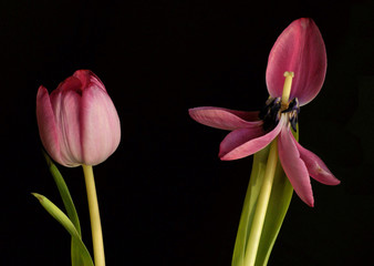 Tulip 'Before and After' Concept