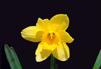 Obraz na płótnie Canvas Narcissus