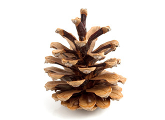 cone pine