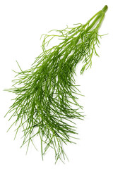 fennel