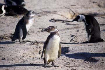 Group of penguins