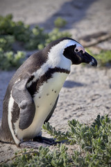 Close up of penguin