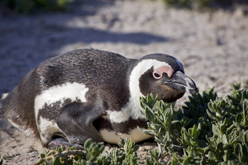 Resting penguin