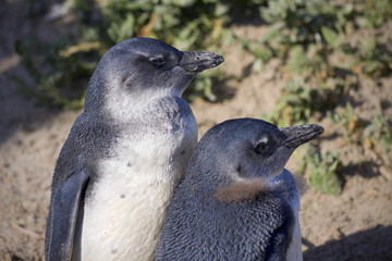 Young penguins