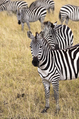 Group of zebras