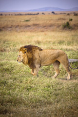 Male lion