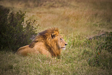 Male lion