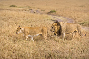 Male and female lion