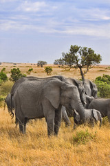 Group of elephants