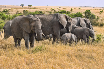Group of elephants
