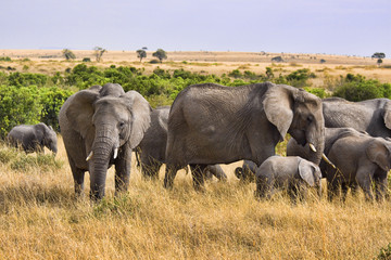 Group of elephants