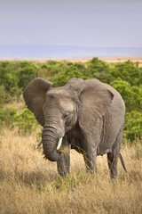 Elephant eating grass