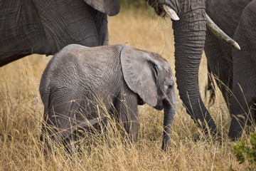 Baby elephant