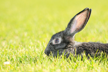 Rabbit