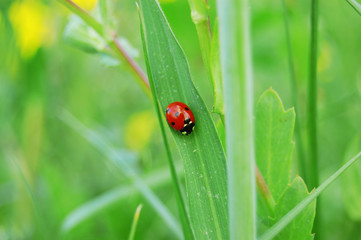 Coccinella su foglia
