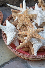 Sea shells in a basket