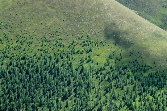 Baumgrenze