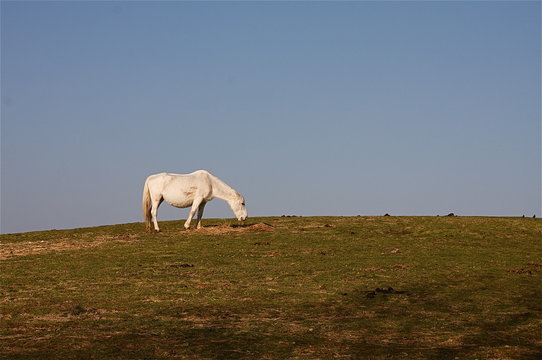 Ronzinante