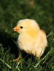 Cude chicken
