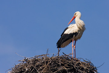 Weißstorch