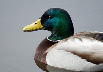 Mallard Duck profile