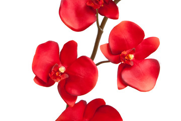 Obraz na płótnie Canvas Red orchid