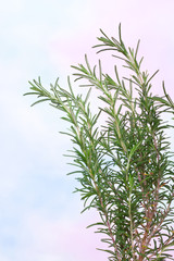 Rosemary plant