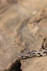 Juvenile Western Fox Snake