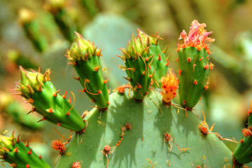 Prickly Pear Opuntieae Opuntia