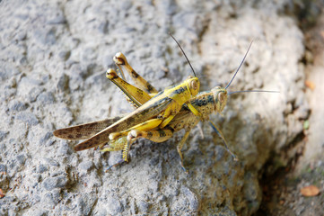 a pair of grasshopper at the floor