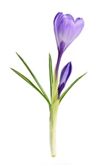 Photo sur Plexiglas Crocus Spring crocus flower