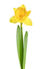 Spring yellow daffodil