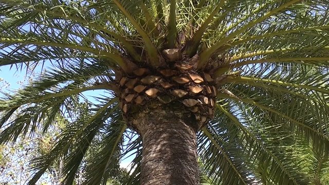 PALMERA