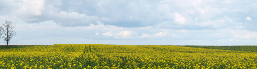 Rapeseed field panoramic view