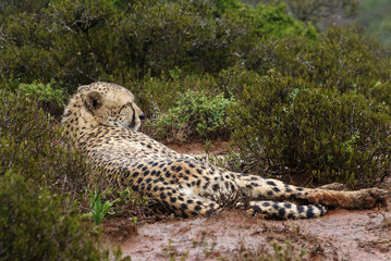 Fototapeta na wymiar Cheetah resting