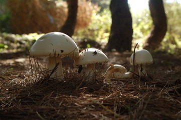 funghi