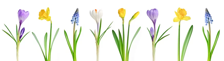 Afwasbaar Fotobehang Narcis Lentebloemen op een rij