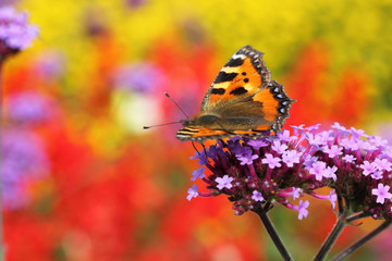 butterfly urticaria in profile sitting on flower heliotrope