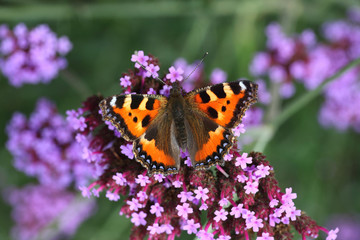 butterfly urticaria-face sits on a purple flower