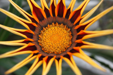 not dissolve until the end of Gazania flower in morning