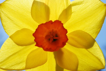 Detail of daffodil flower