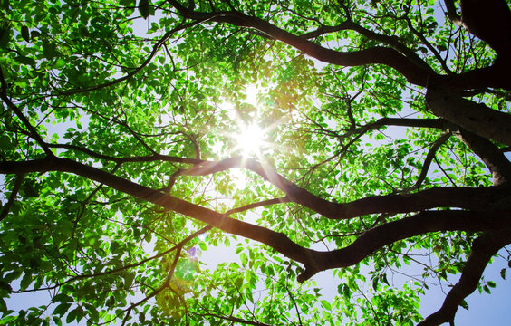 sunlight pass through the tree